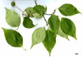 SpeciesSub: subsp. chinensis